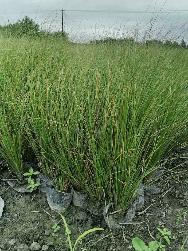 自家苗圃供应苔草基地直销杯苗视频看货保质保