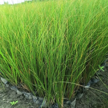 自家苗圃供应苔草基地直销杯苗视频看货保质保