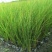 自家苗圃供应苔草基地直销杯苗视频看货保质保