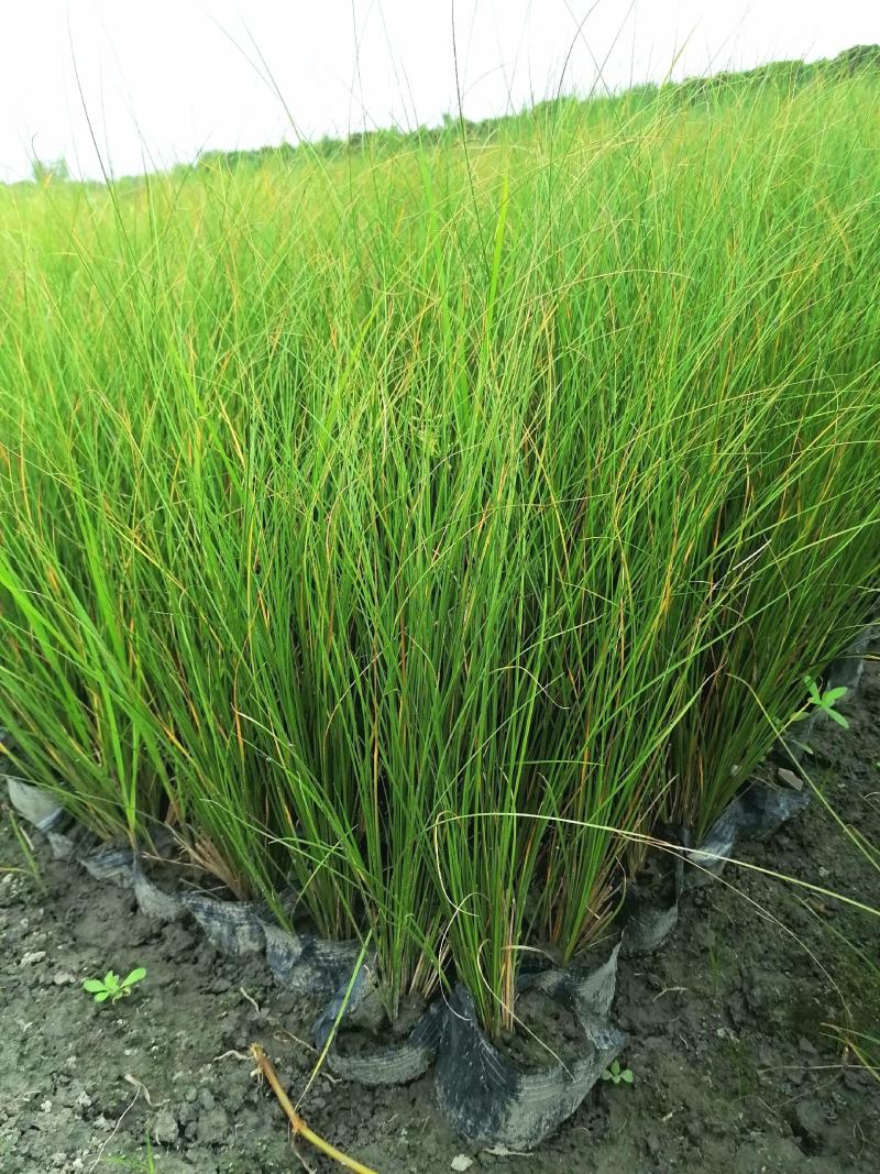 自家苗圃供应苔草基地直销杯苗视频看货保质保