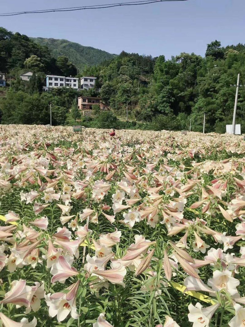 药食两用鲜百合种球百合片免费提供技术指导