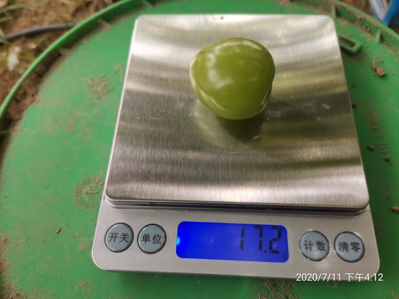 葡萄届的爱马仕——阳光玫瑰葡萄，自带复合型香味