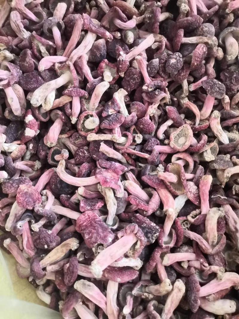 红菇广西大山深处的野生蓝底红菇精品产地直销