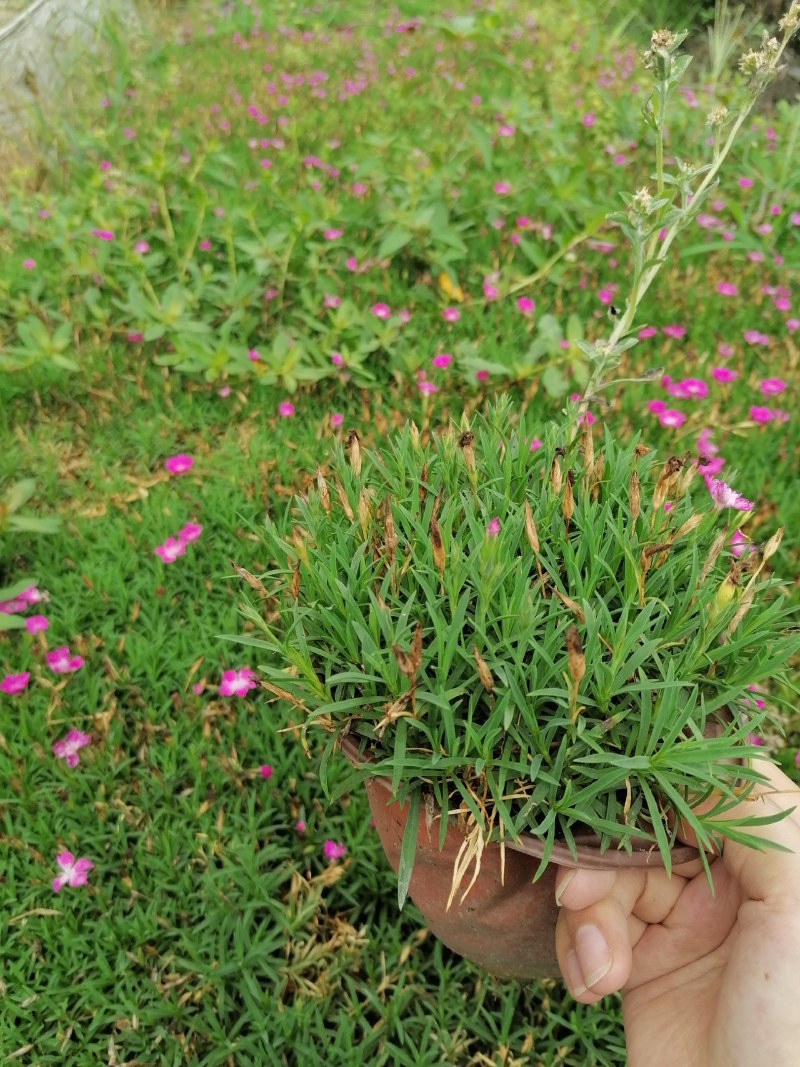 欧石竹杯苗双色杯杯苗，高度10公分左右。