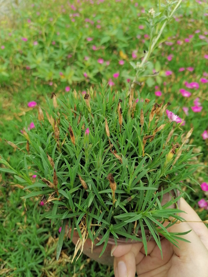 欧石竹杯苗双色杯杯苗，高度10公分左右。