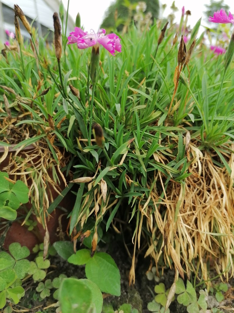 欧石竹杯苗双色杯杯苗，高度10公分左右。