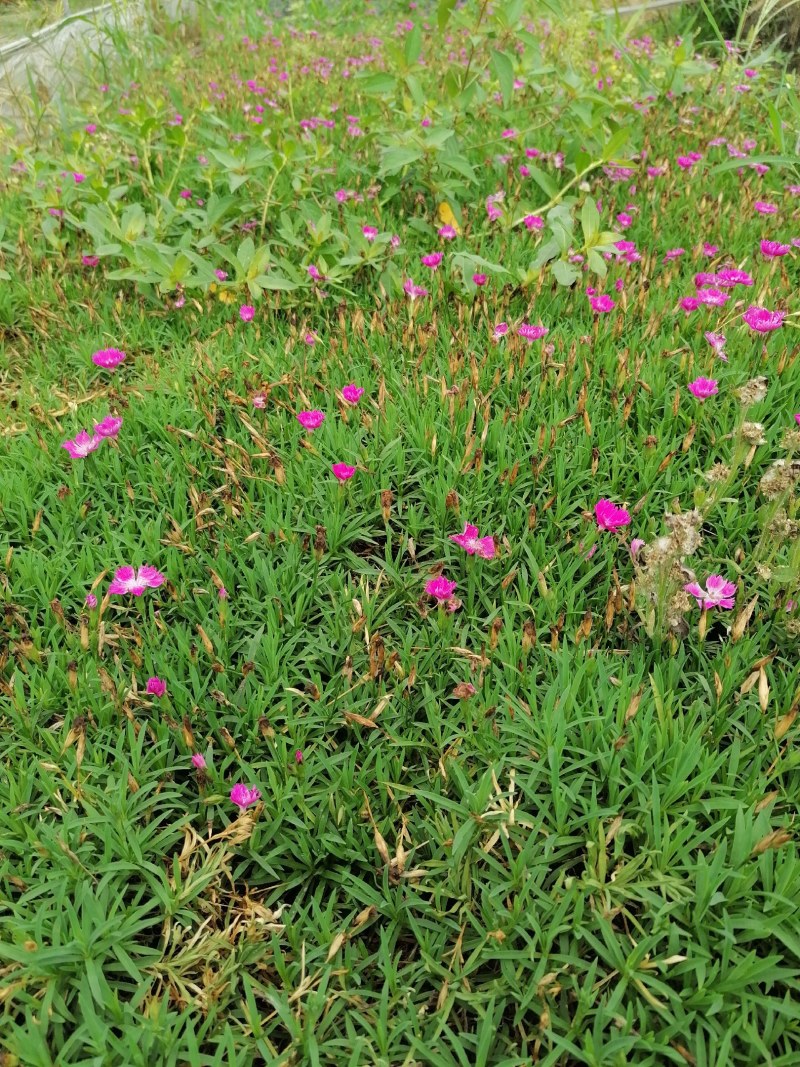 欧石竹杯苗双色杯杯苗，高度10公分左右。