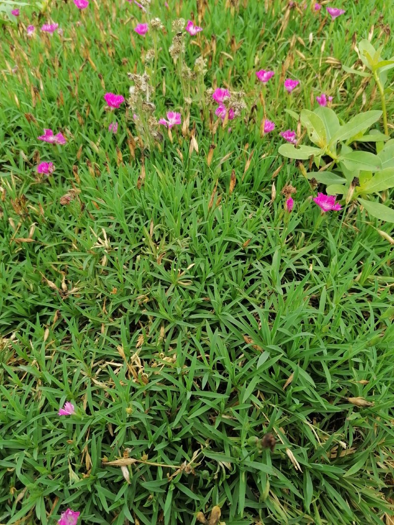 欧石竹杯苗双色杯杯苗，高度10公分左右。