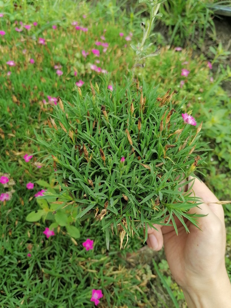 欧石竹杯苗双色杯杯苗，高度10公分左右。