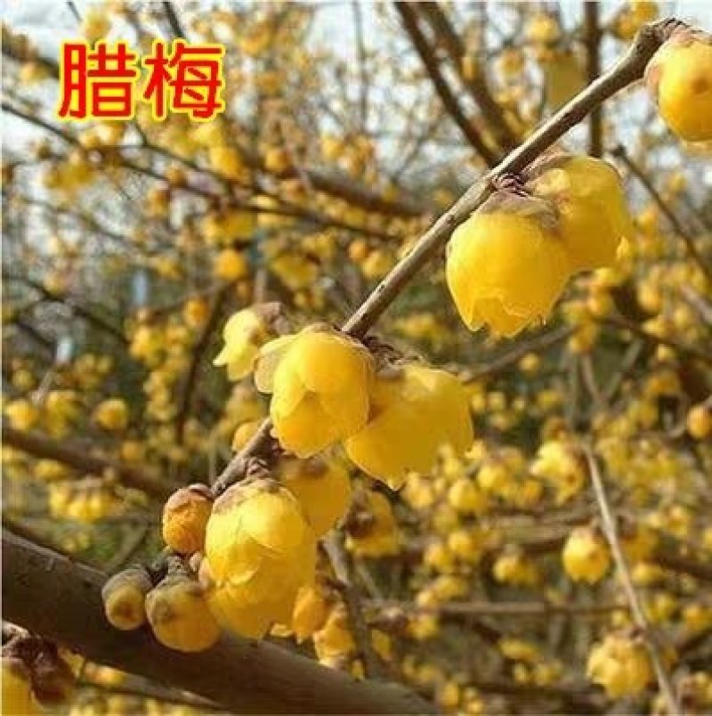 红梅小苗，原生扦插红梅绿梅腊梅骨里红梅花苗嫁接当年当花