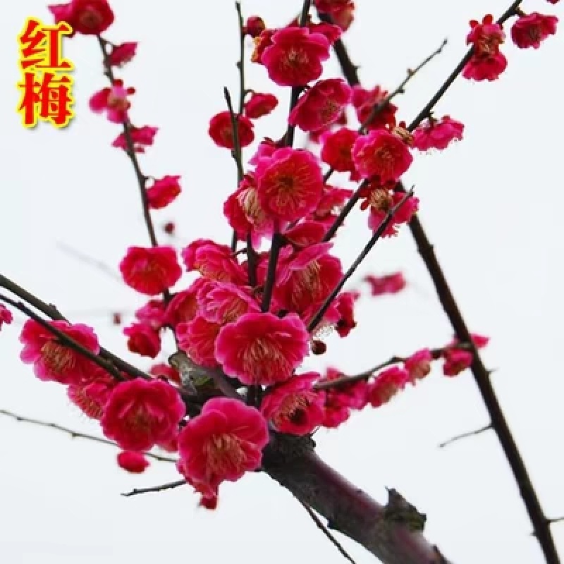 红梅小苗，原生扦插红梅绿梅腊梅骨里红梅花苗嫁接当年当花