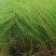 自家苗圃供应画眉草基地直销杯苗视频看货保质保量