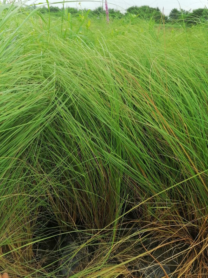自家苗圃供应画眉草基地直销杯苗视频看货保质保量