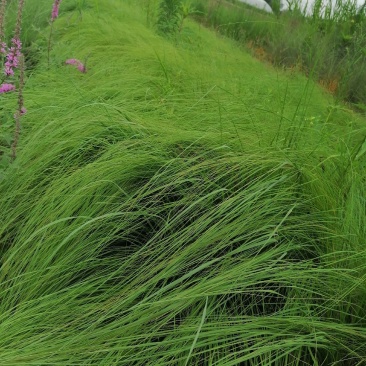 自家苗圃供应画眉草基地直销杯苗视频看货保质保量