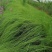 自家苗圃供应画眉草基地直销杯苗视频看货保质保量