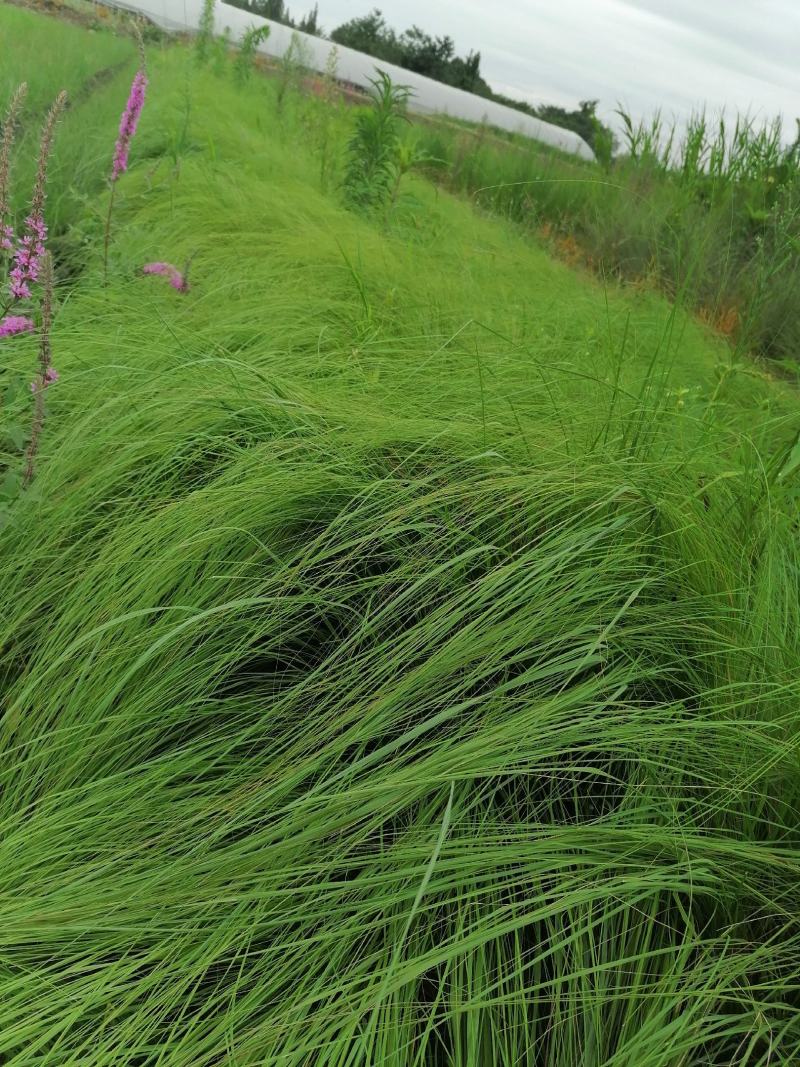 自家苗圃供应画眉草基地直销杯苗视频看货保质保量