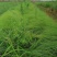 自家苗圃供应画眉草基地直销杯苗视频看货保质保量