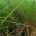 自家苗圃供应画眉草基地直销杯苗视频看货保质保量