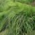 自家苗圃供应画眉草基地直销杯苗视频看货保质保量