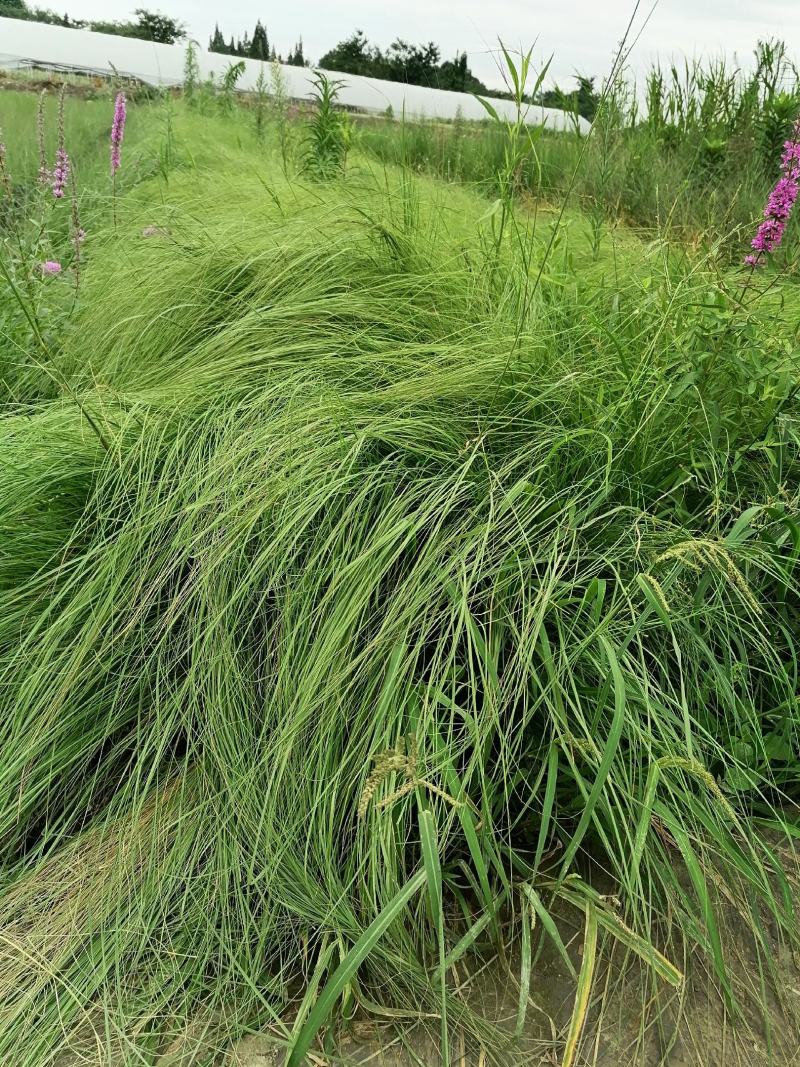 自家苗圃供应画眉草基地直销杯苗视频看货保质保量