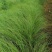 自家苗圃供应画眉草基地直销杯苗视频看货保质保量