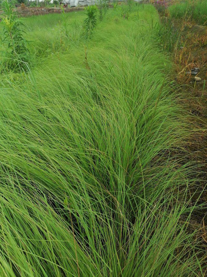自家苗圃供应画眉草基地直销杯苗视频看货保质保量
