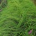 自家苗圃供应画眉草基地直销杯苗视频看货保质保量