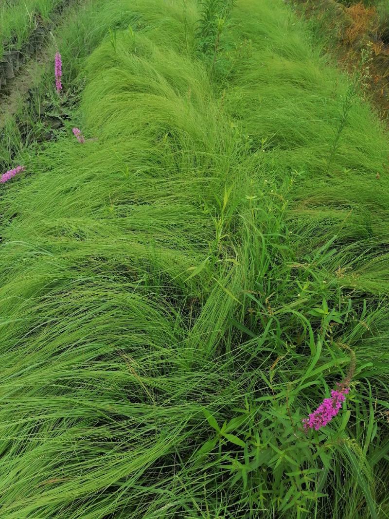 自家苗圃供应画眉草基地直销杯苗视频看货保质保量