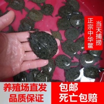 优质小甲鱼苗3～60克外塘养殖中华鳖苗王八苗龟苗水鱼苗