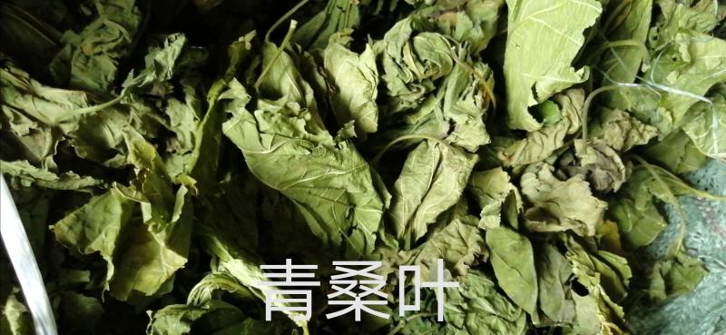 广东英德产地直销青桑叶，优质青桑叶，欢迎选购