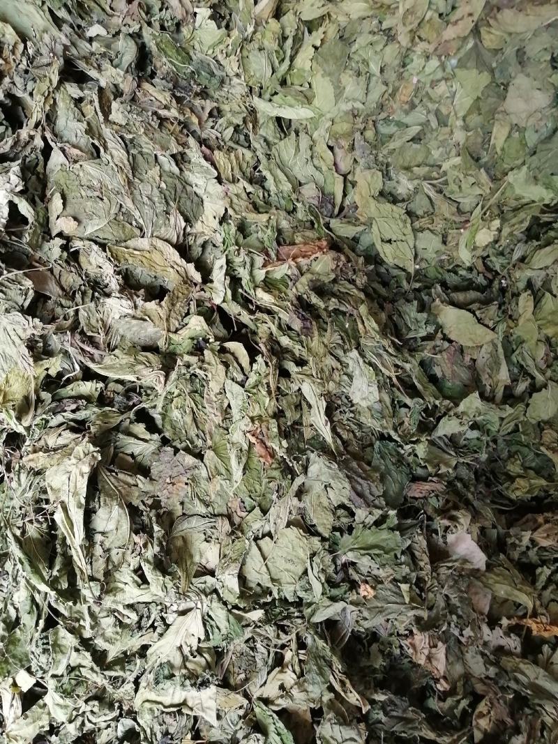 广东英德产地直销青桑叶，优质青桑叶，欢迎选购