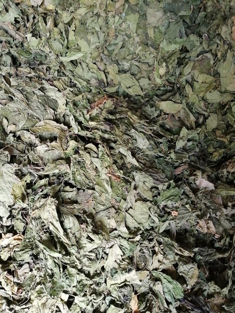 广东英德产地直销青桑叶，优质青桑叶，欢迎选购