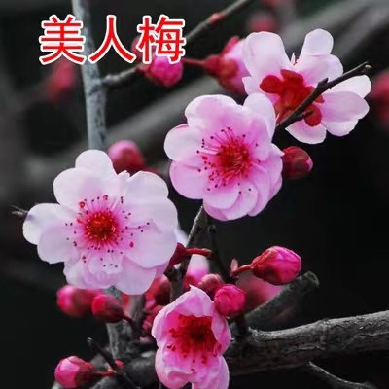 红梅，红梅绿梅骨里红梅花苗嫁接当年开花，量大联系客服