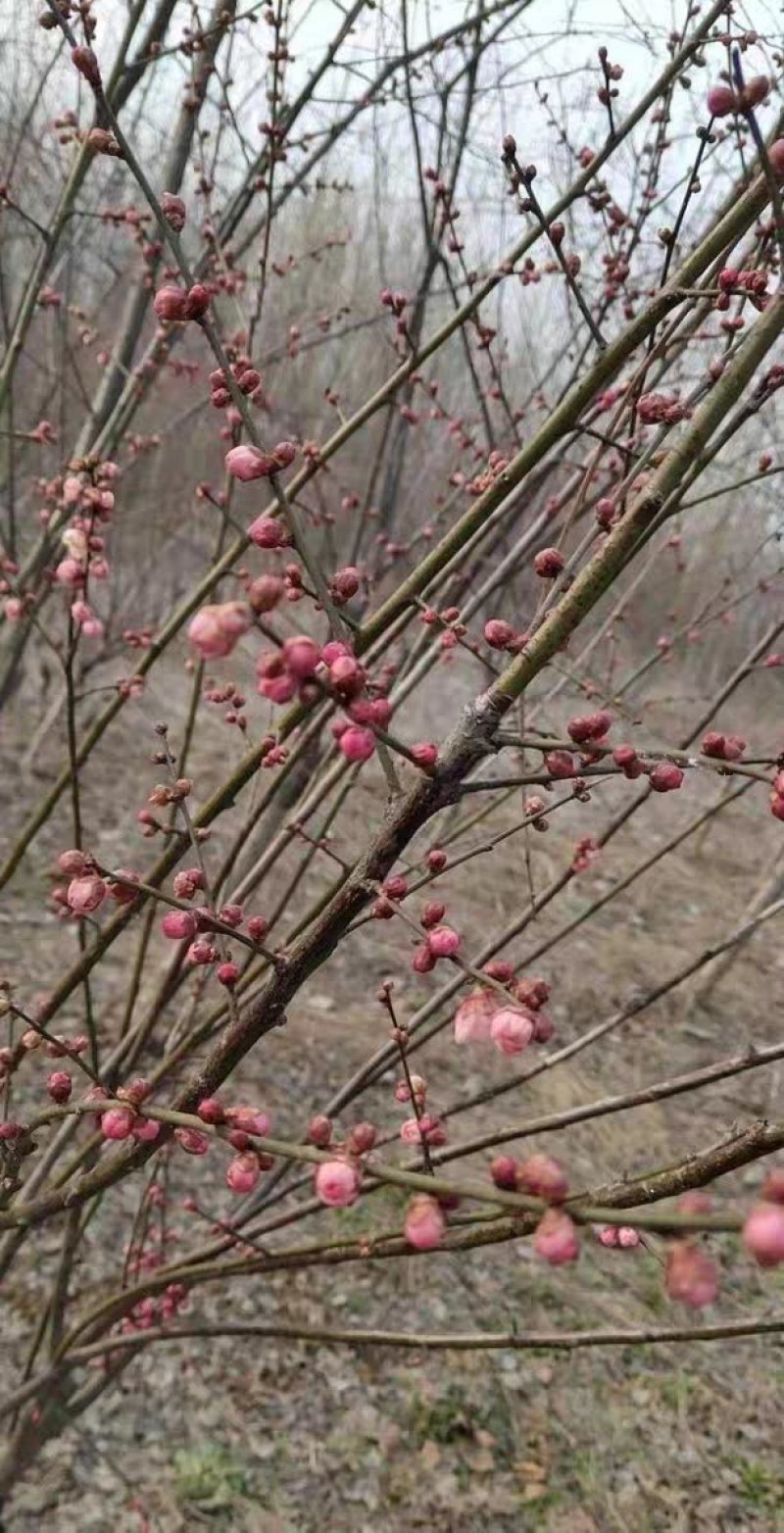 红梅，红梅绿梅骨里红梅花苗嫁接当年开花，量大联系客服