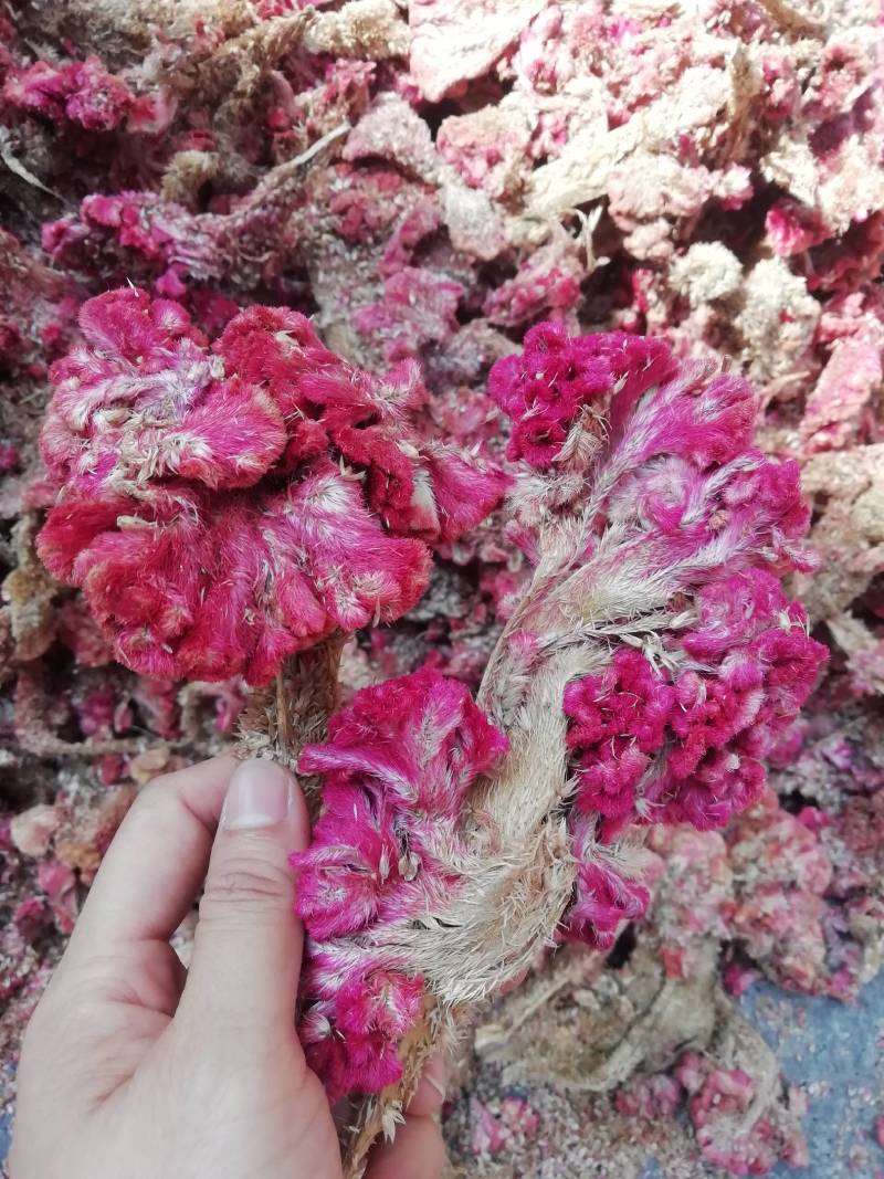 鸡冠花，药用鸡冠花批发加零售