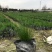 自家苗圃供应针茅基地直销杯苗视频看货保质保量