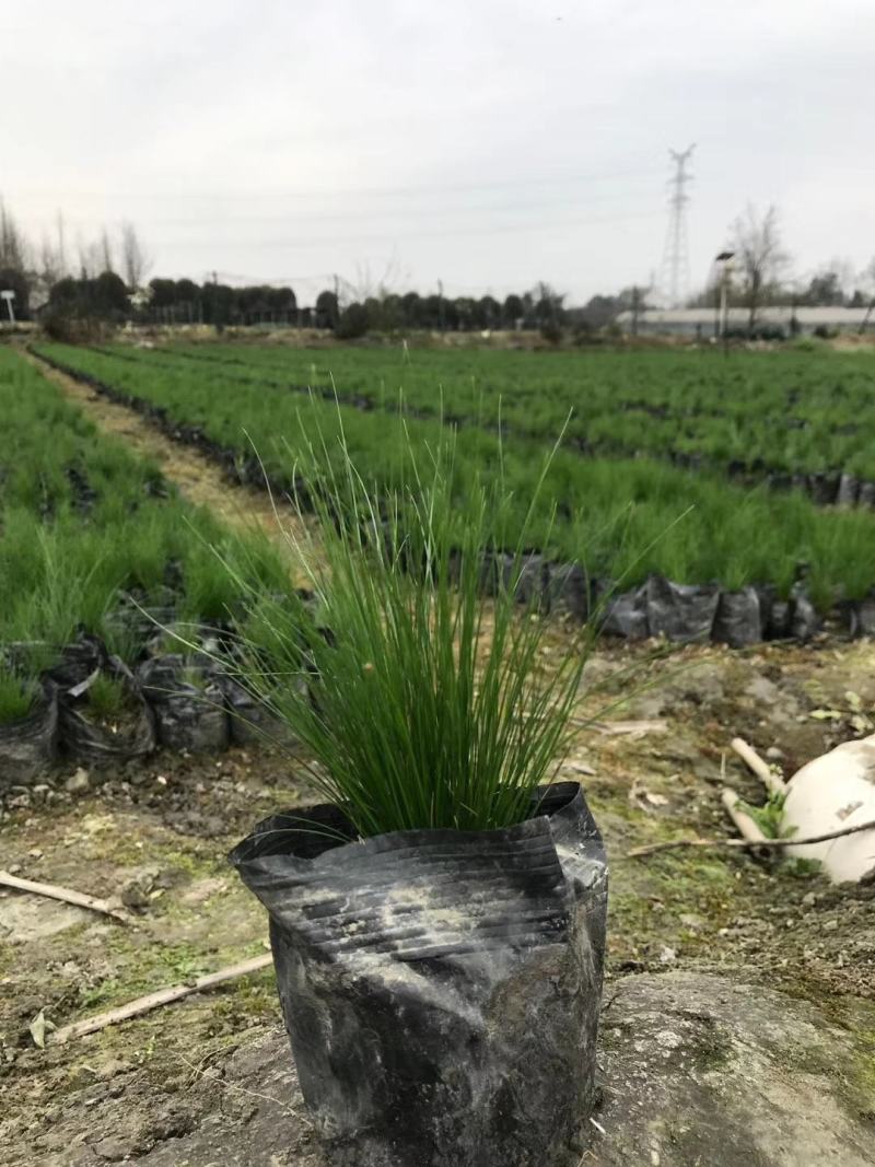 自家苗圃供应针茅基地直销杯苗视频看货保质保量