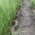 自家苗圃供应针茅基地直销杯苗视频看货保质保量