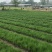 自家苗圃供应针茅基地直销杯苗视频看货保质保量