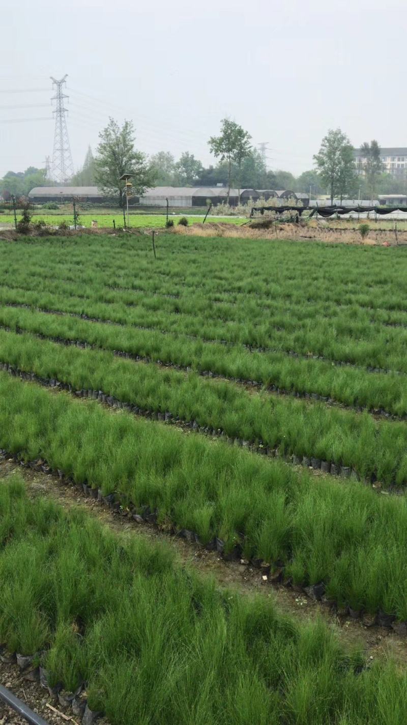 自家苗圃供应针茅基地直销杯苗视频看货保质保量