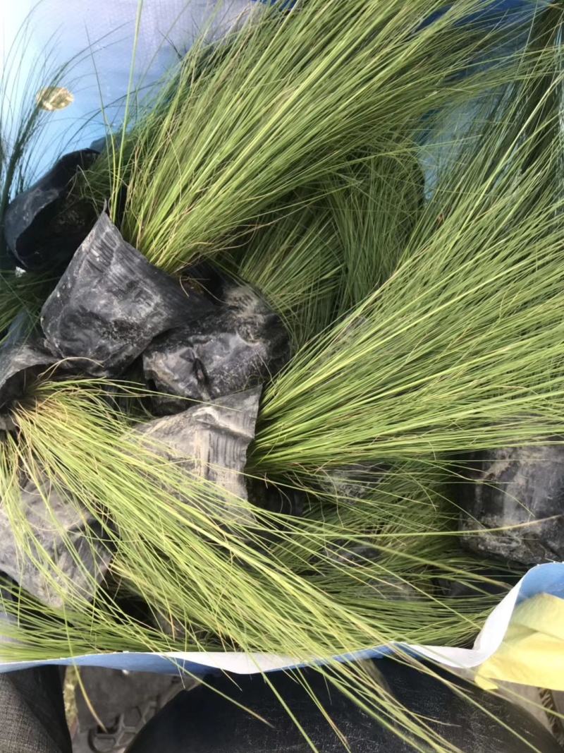 自家苗圃供应针茅基地直销杯苗视频看货保质保量