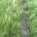 自家苗圃供应针茅基地直销杯苗视频看货保质保量