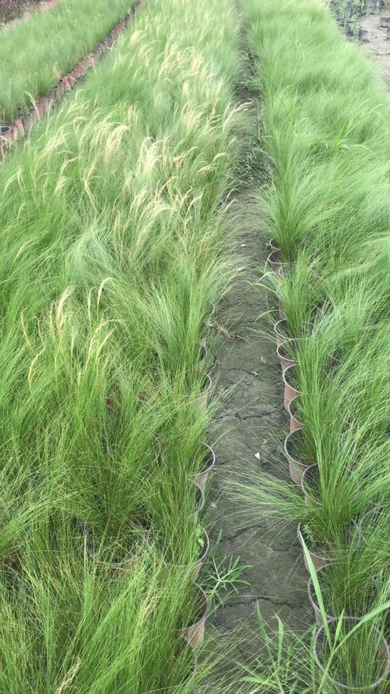 自家苗圃供应针茅基地直销杯苗视频看货保质保量