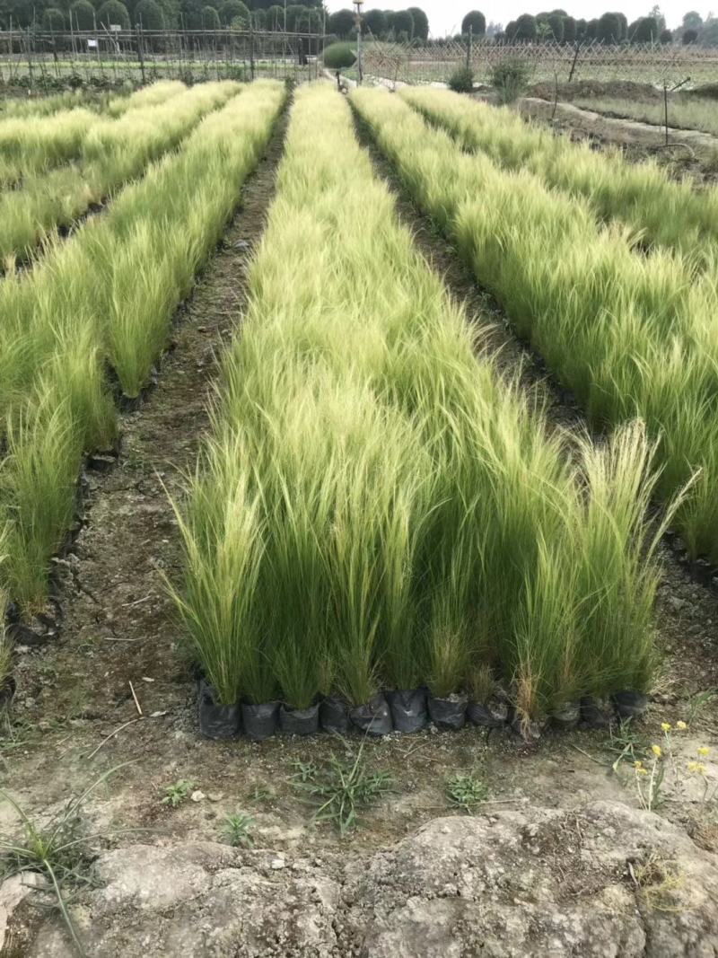 自家苗圃供应针茅基地直销杯苗视频看货保质保量