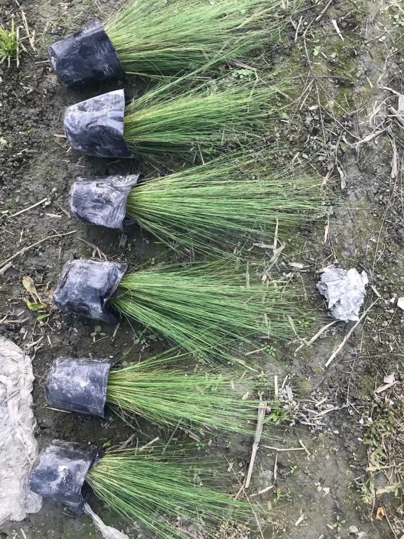 自家苗圃供应针茅基地直销杯苗视频看货保质保量