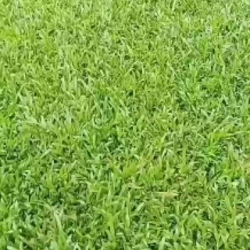 出售各种绿化草坪，大叶油草，台湾草