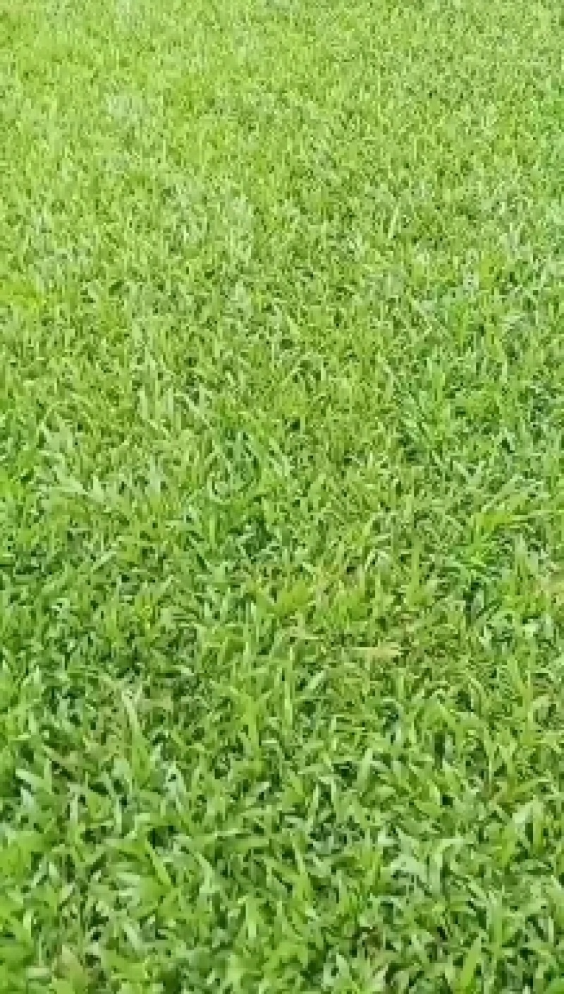 出售各种绿化草坪，大叶油草，台湾草