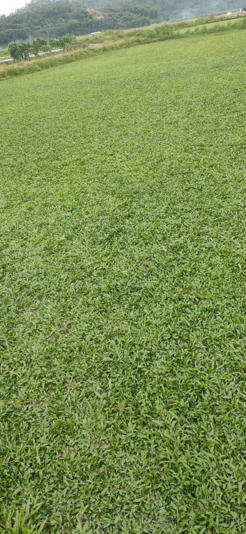出售各种绿化草坪，大叶油草，台湾草