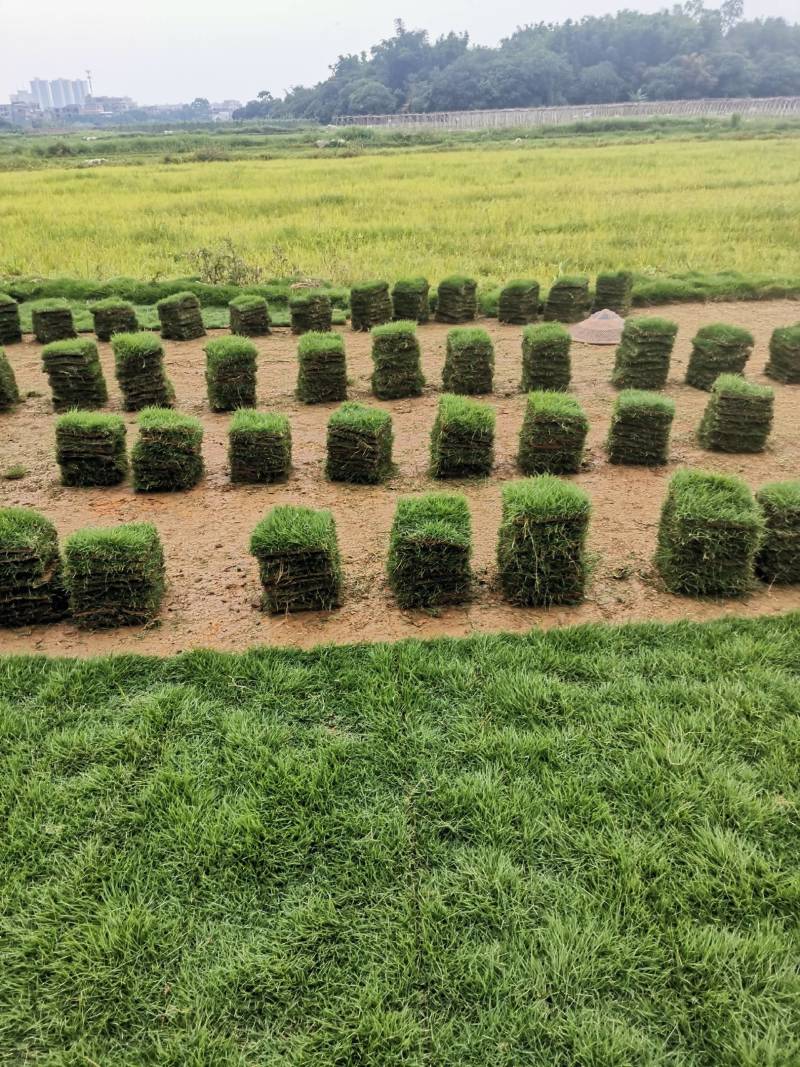 出售各种绿化草坪，大叶油草，台湾草