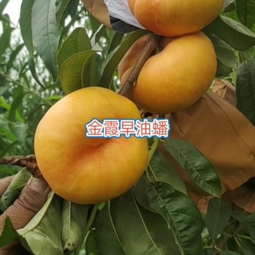 【新品推荐】果树研究所金霞早油蟠金霞油蟠金霞晚油蟠